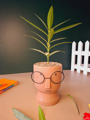 The Librarian Planter