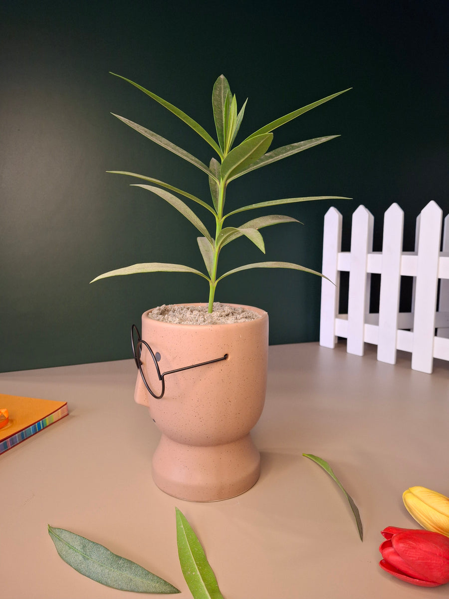 The Librarian Planter