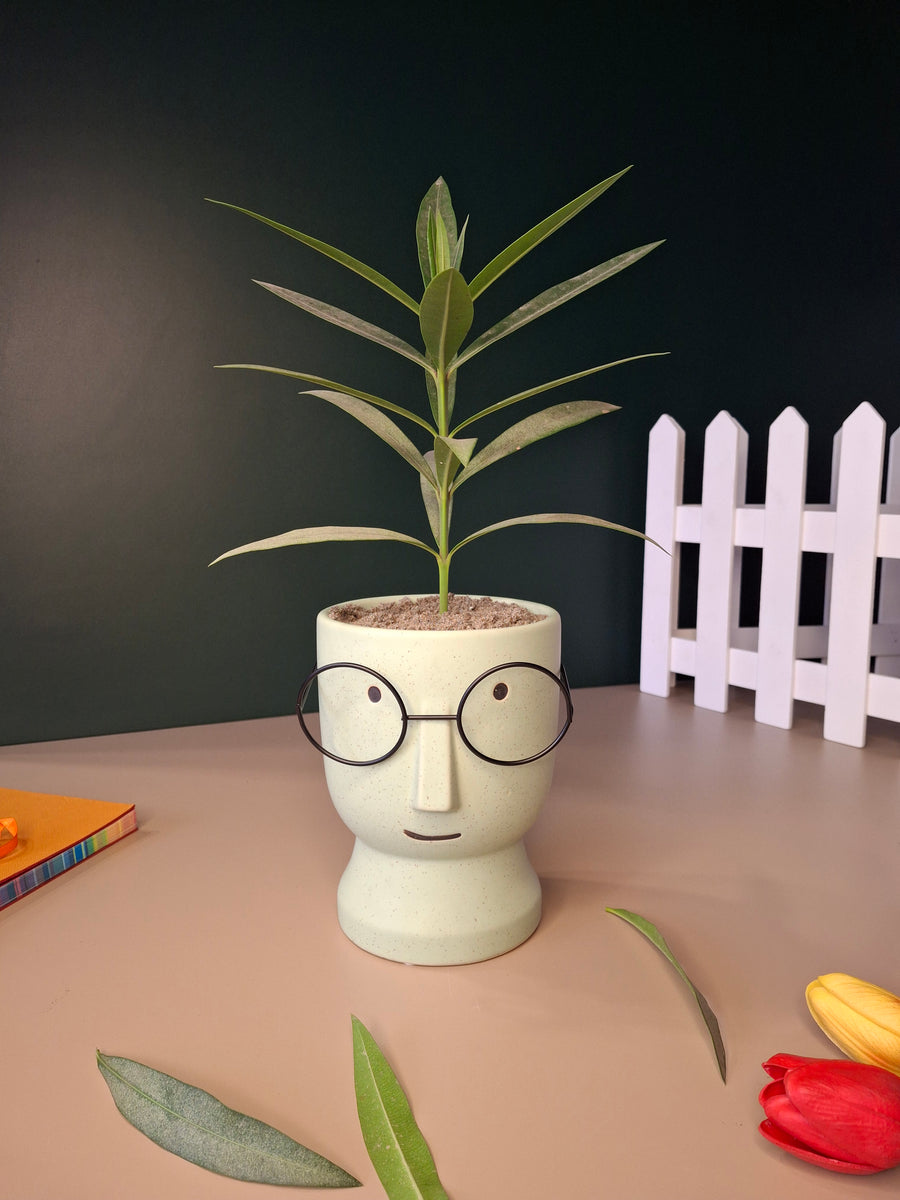 The Librarian Planter