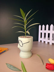 The Librarian Planter