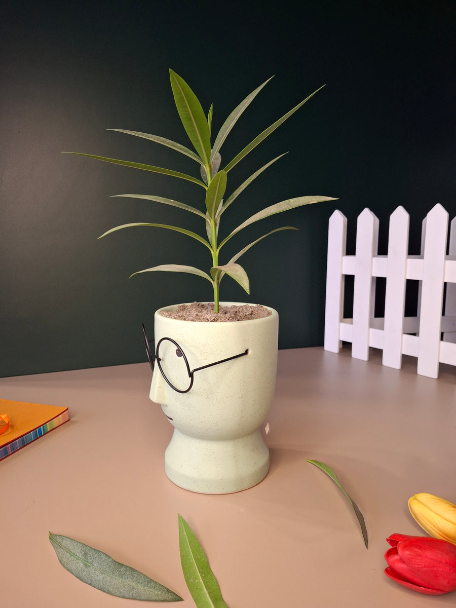 The Librarian Planter