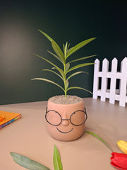 The Prodigy Planter