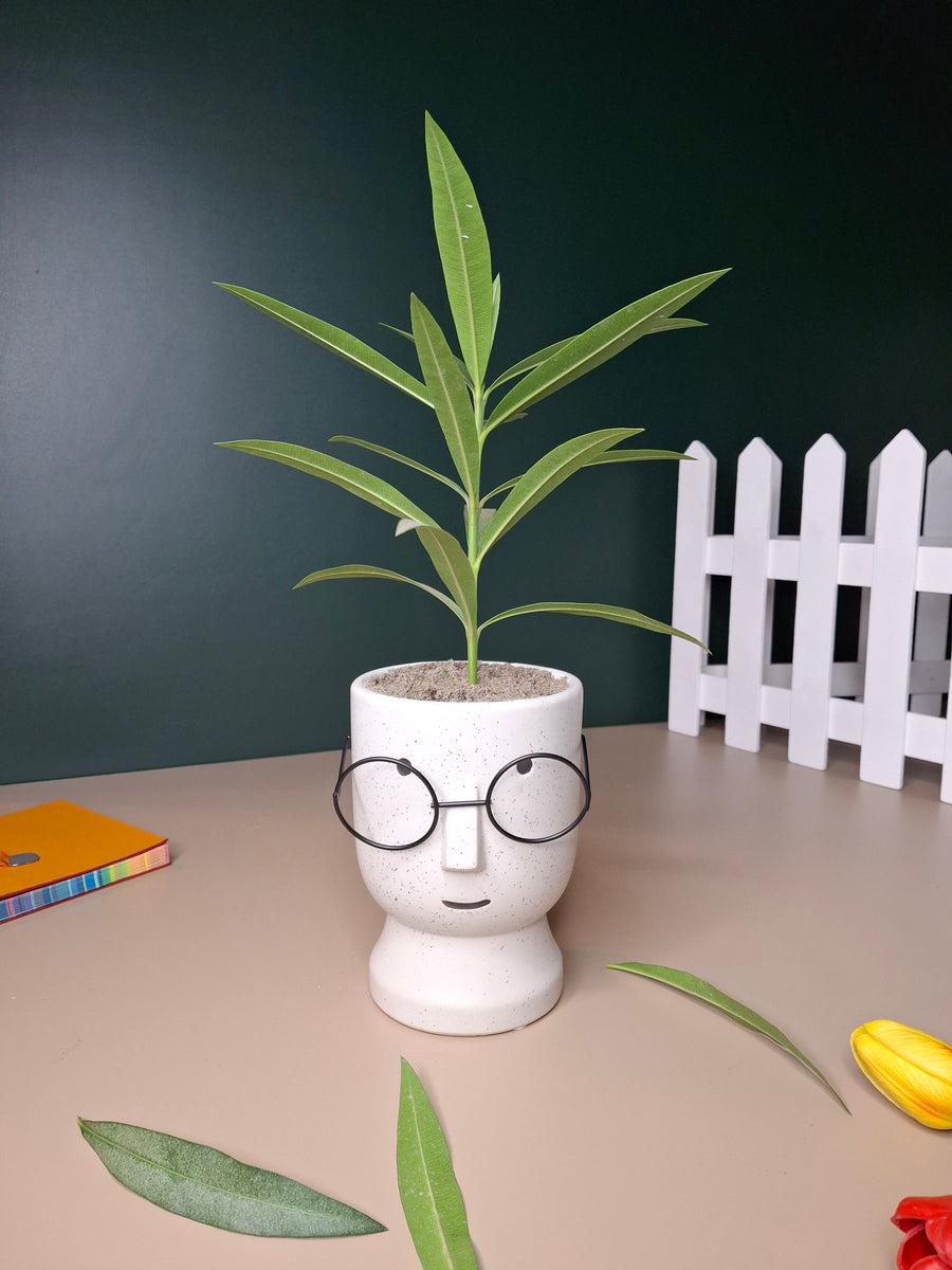 The Librarian Planter