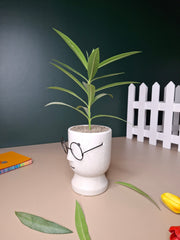 The Librarian Planter